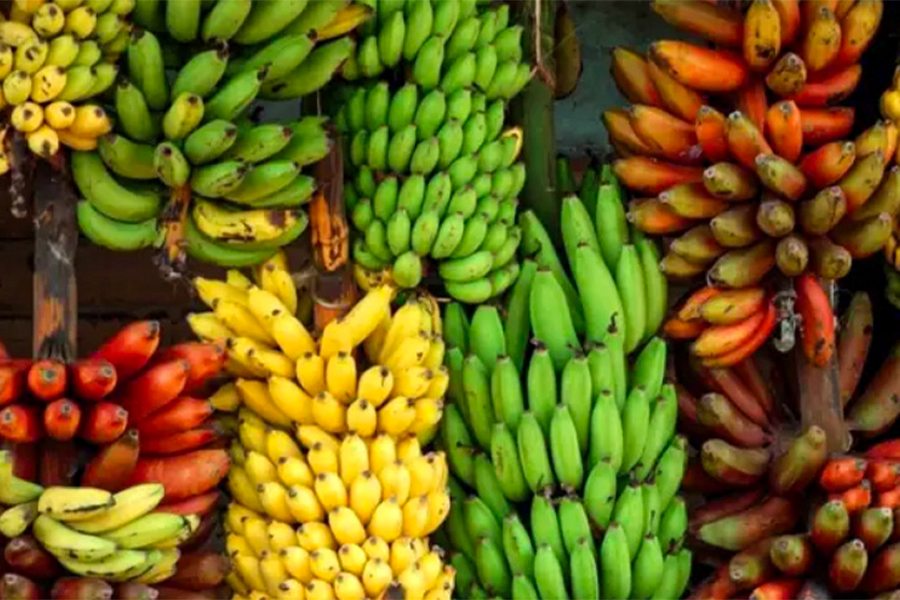 Banana-Exports elims