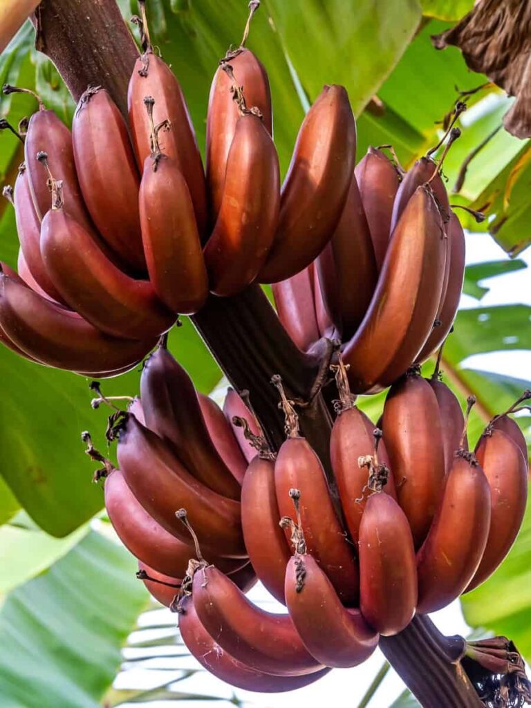 banana elim