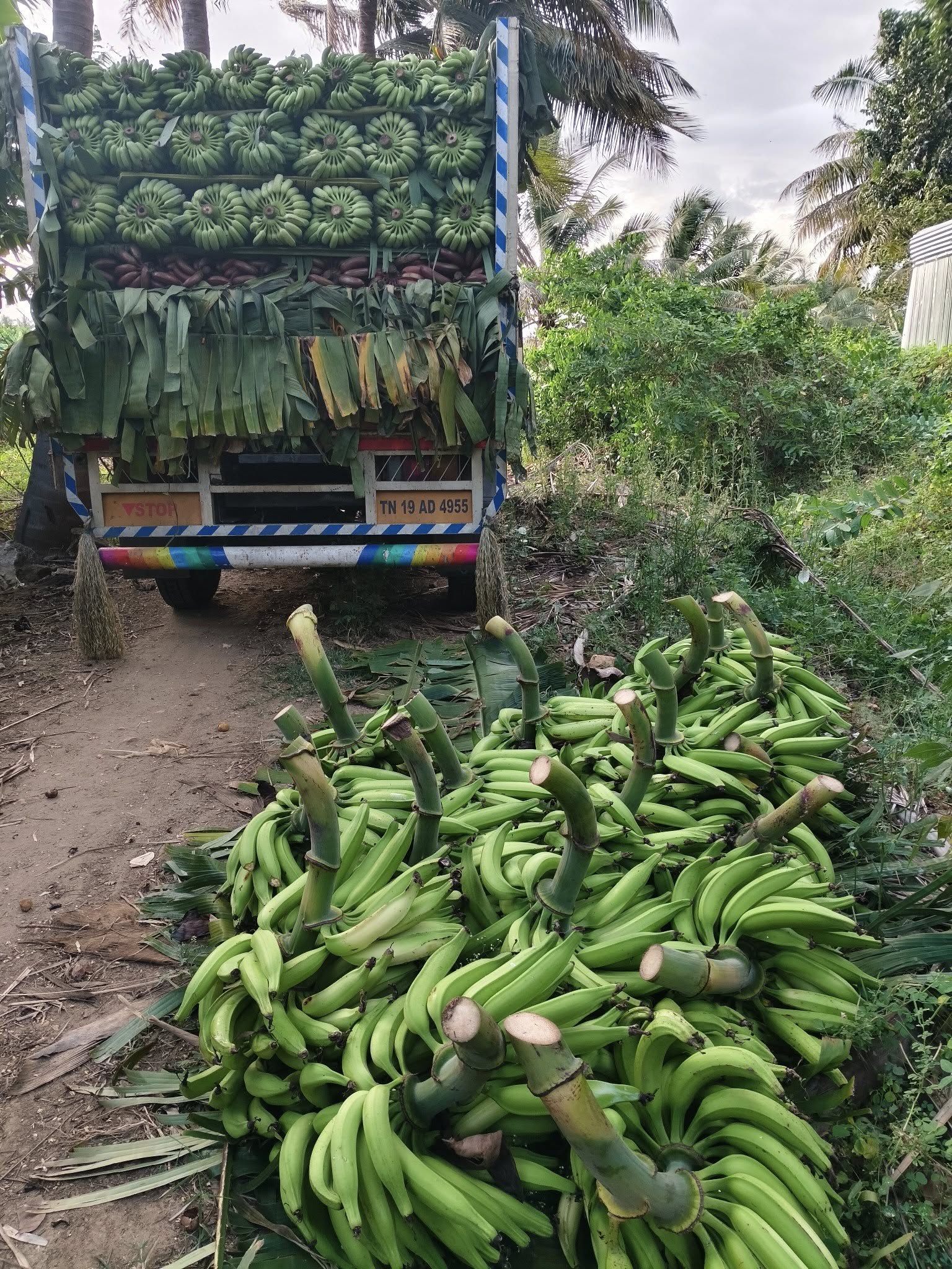 elim fruits