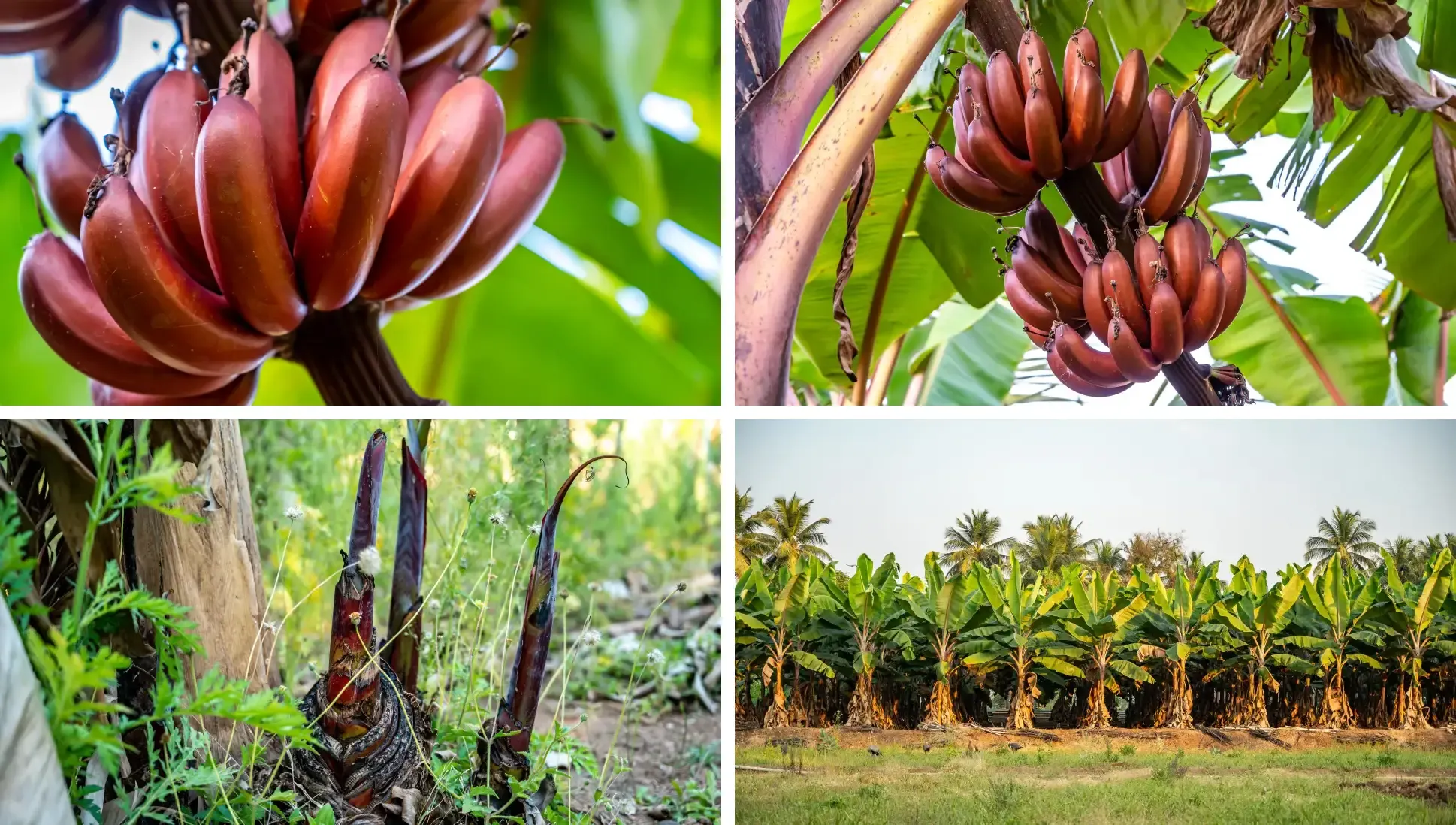 elim fruits