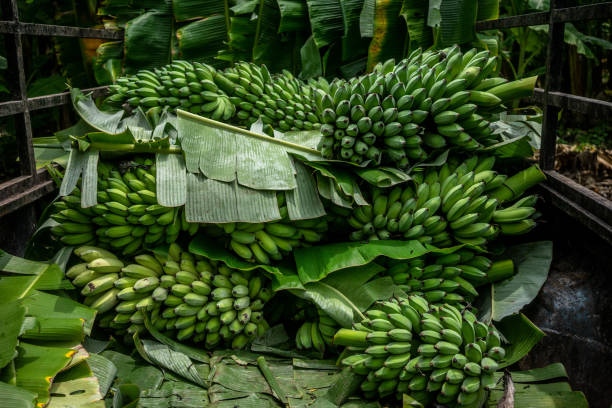 elim fruits