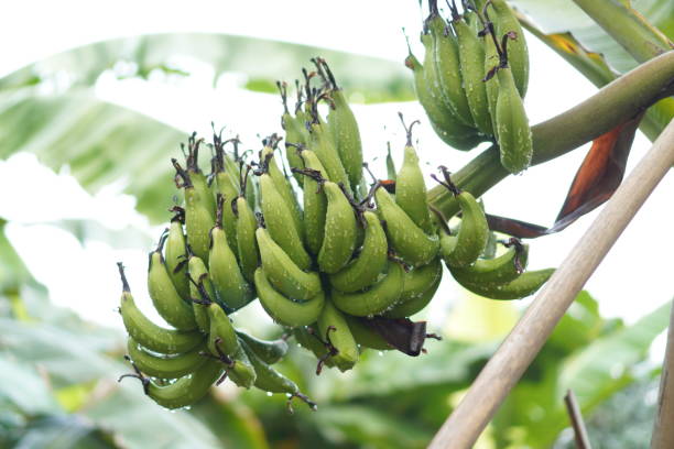 banana