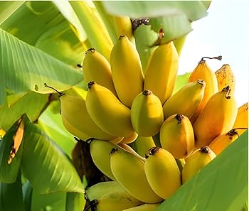 elim fruit