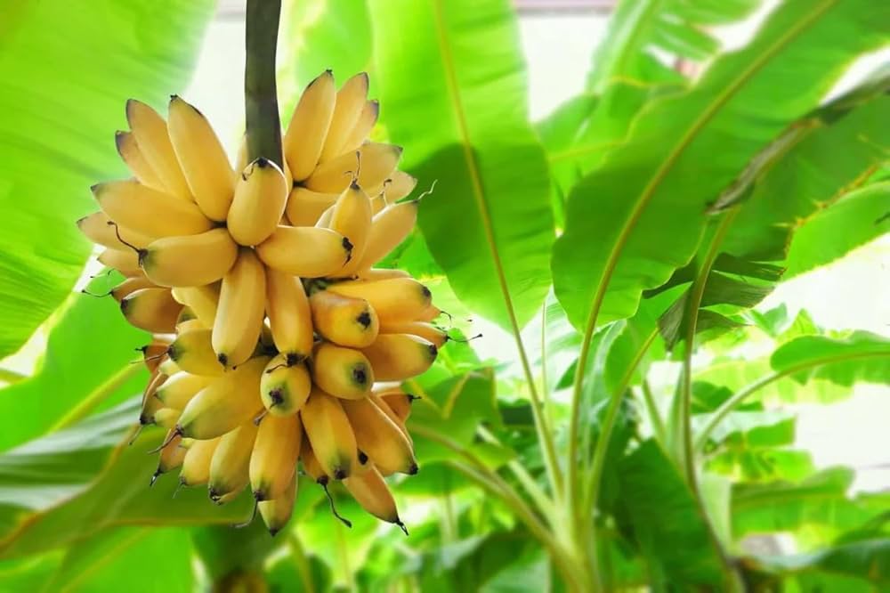 yelaki elim fruits